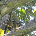 Eastern Chipmunk