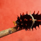 Common Rose  Caterpillar