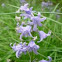 Hyacinthoides non-scripta (Bluebell)