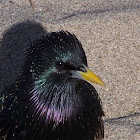 European Starling or  Starling