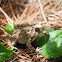 toad
