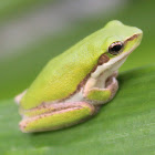 Eastern Dwarf Tree Frog