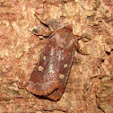 Reddish-speckled Dart
