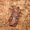 Reddish-speckled Dart