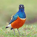 Superb Starling