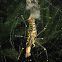 Golden orb weaving spider