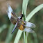 Widow Skimmer