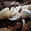 Pleurocybella porrigens (Angel's Wings)