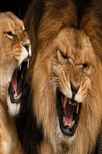 How to mod Lion wallpapers HD patch 3.0.0 apk for bluestacks