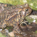 True Toad