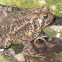 True Toad