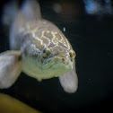 Northern snakehead