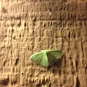 White-Fringed Emerald