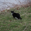 Domestic Cat