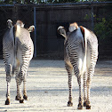 Zebra