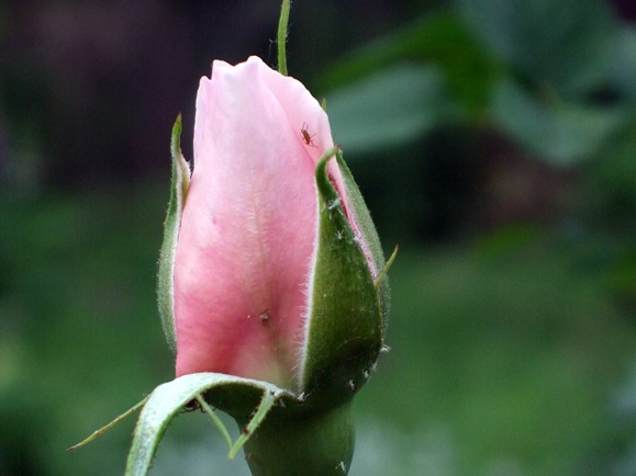 June 10 Pink Bud