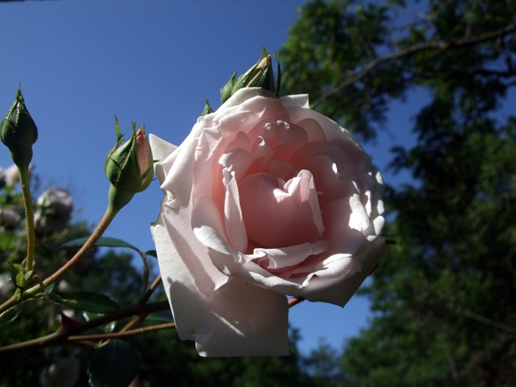 June 10 New DAWN