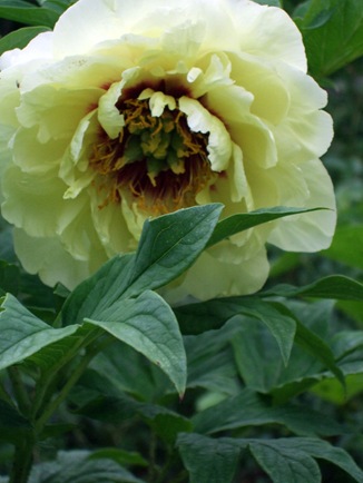 June 10 Yellow Peony