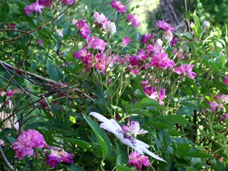 June 19 Second Garden 4