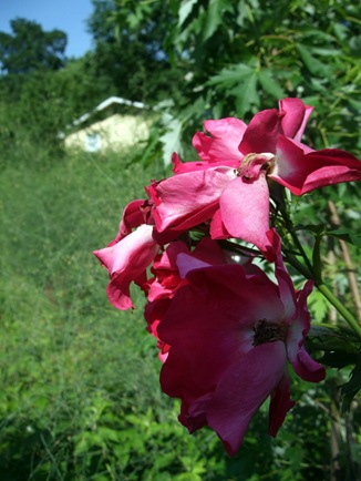 June 19 Second Garden 7