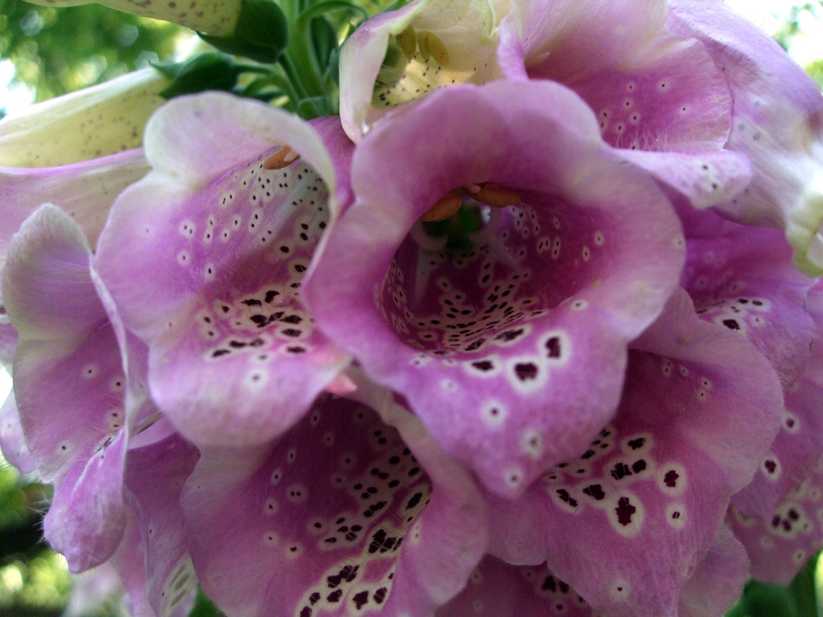 [June 19 Second Garden 11[2].jpg]
