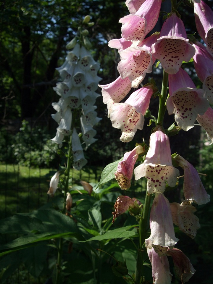 [June 19 Second Garden 12[2].jpg]
