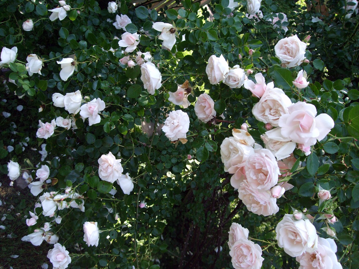 [June 19 Second Garden 15[2].jpg]