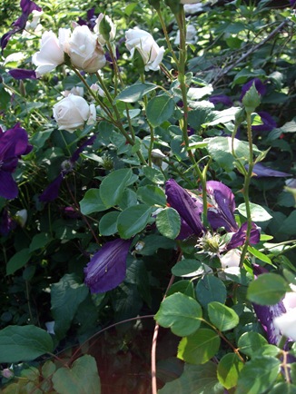 June 19 Second Garden 16