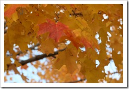 2008.10.25_8113