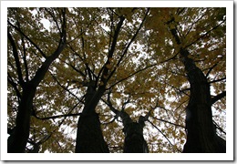 2008.10.25_8072