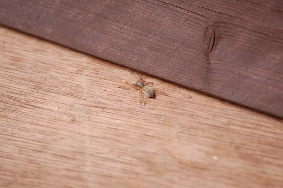 Spotting Image 1