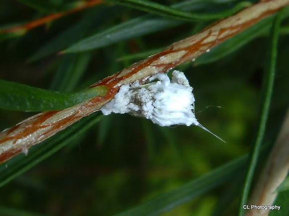 Spotting Image 1