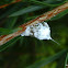 Cottony Cushion Scale on Callistemon
