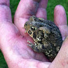 American Toad