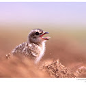 Oriental Pratincole