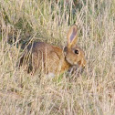 European Rabbit