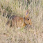 European Rabbit