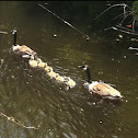Canada geese
