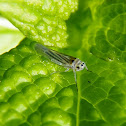 Saltahojas, leafhopper