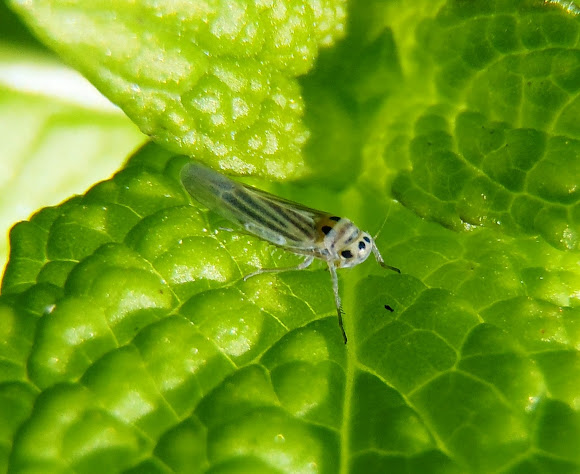 Spotting Image 1