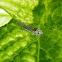 Saltahojas, leafhopper