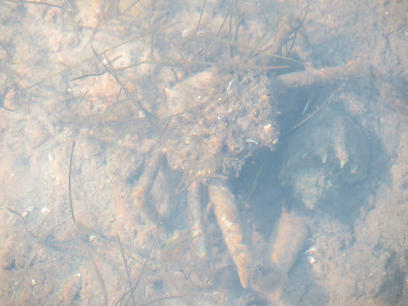 Spotting Image 1