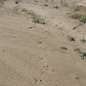 American Alligator Tracks