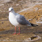 Black-headed Gull