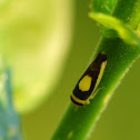 Saddled Leafhopper