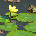 Fringed Water-lily / Seekanne