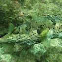 Porcupinefish
