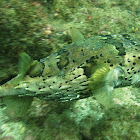 Porcupinefish