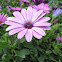 Cape daisy