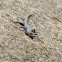 Cryptoblepharus litoralis